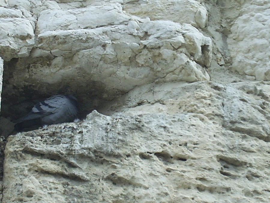A Pigeon Roosts at the Wailing Wall Photograph by Esther Newman-Cohen
