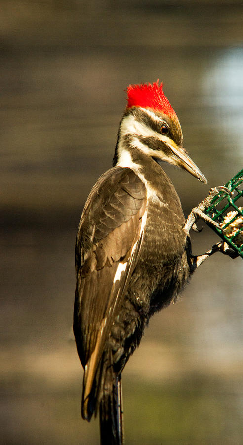 Feather Photograph - A Pileated with Intent by Douglas Barnett