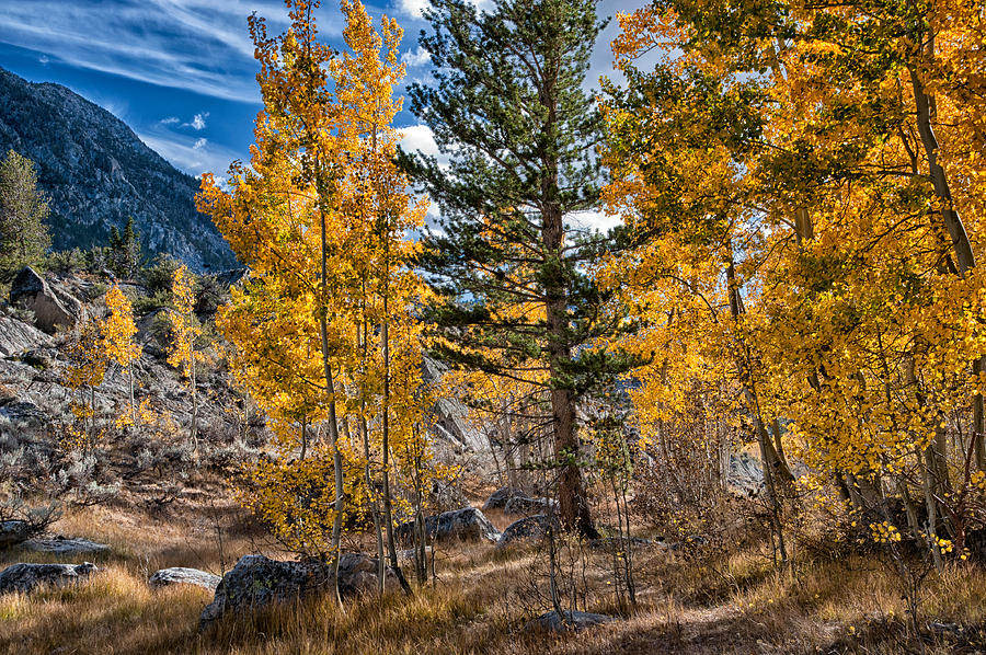 Mountain Photograph - A Pine in the Aspens by Cat Connor
