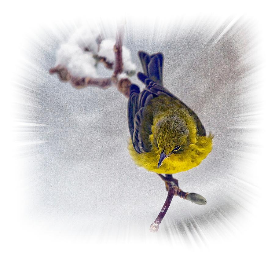 A Pine Warbler Photograph by Constantine Gregory