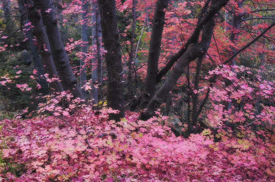 Fall Photograph - A Pink Autumn  by Saija Lehtonen
