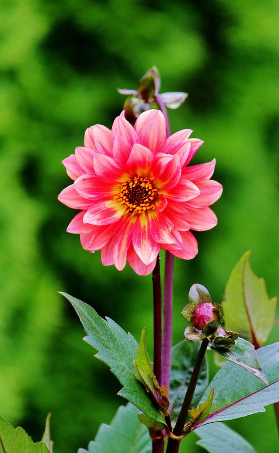 Flower Photograph - A Pink Flower by Cynthia Guinn