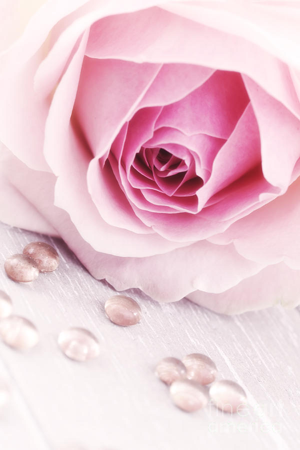 A Romantic Pink Rose With Drops Photograph