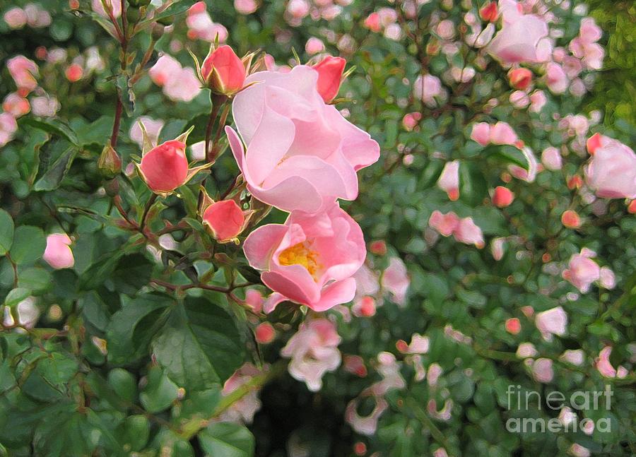 A Pink Rose Bush - Floral Photograph by Susan Carella