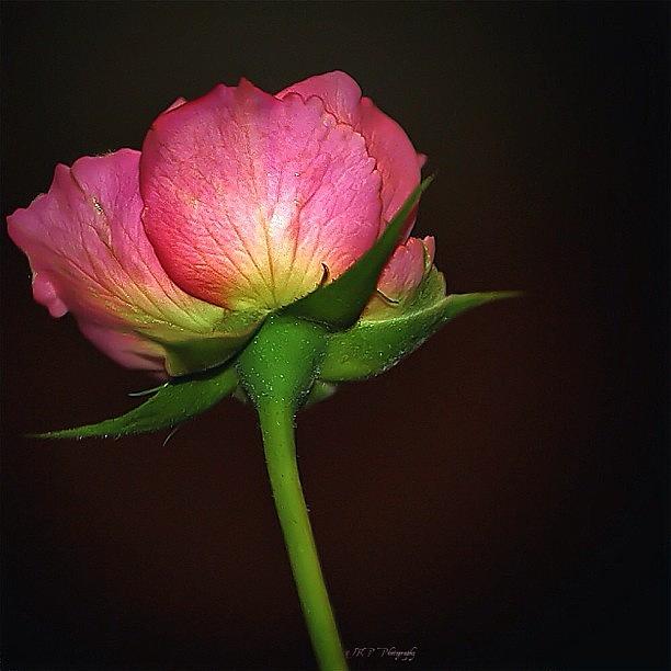 A Pink Rose In The Spot Light Photograph by Julianna Rivera-Perruccio