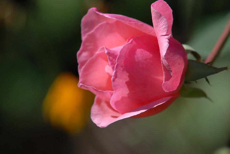 A Pink Rose Photograph by Janice Adomeit