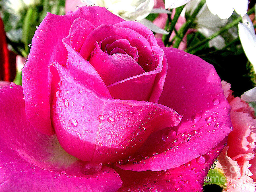 A Pink rose Photograph by Joe Cashin