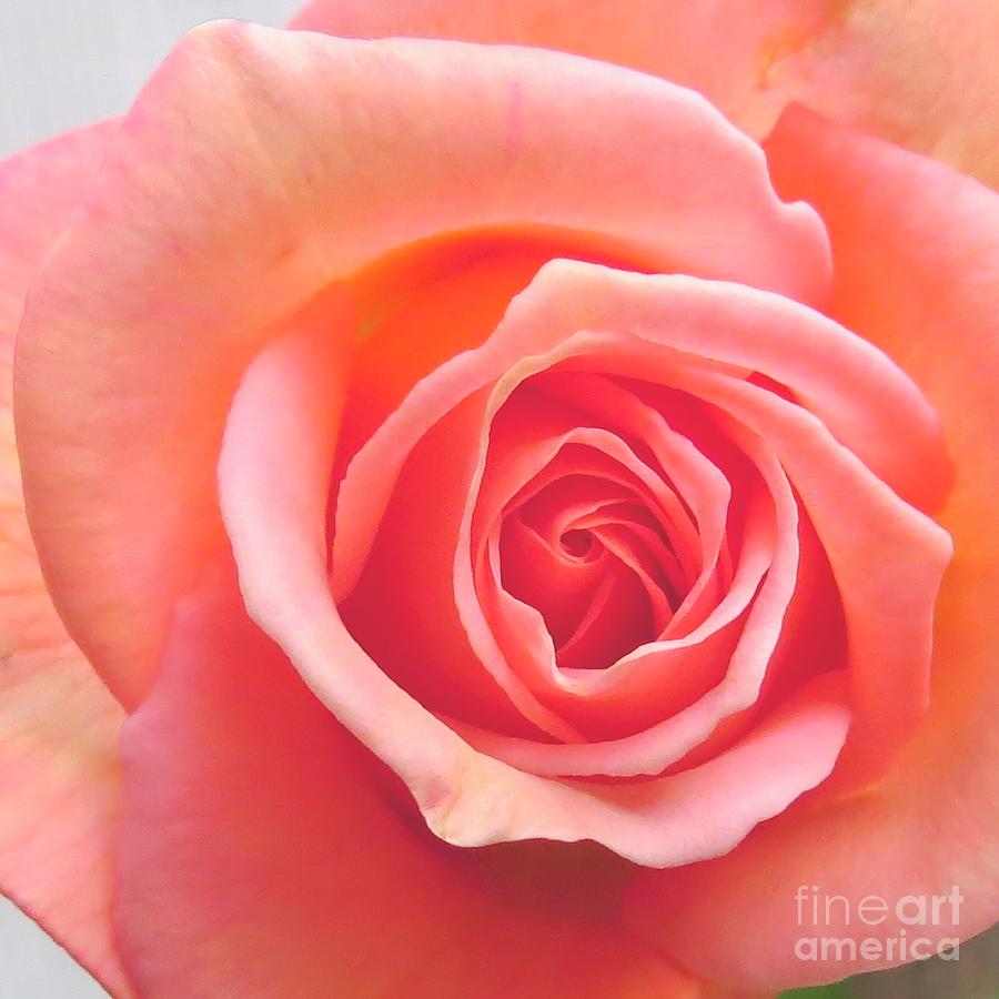 A Pink Rose Photograph by Scott Cameron