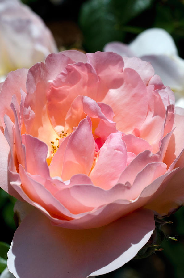 A pink rose Photograph by Teri Schuster