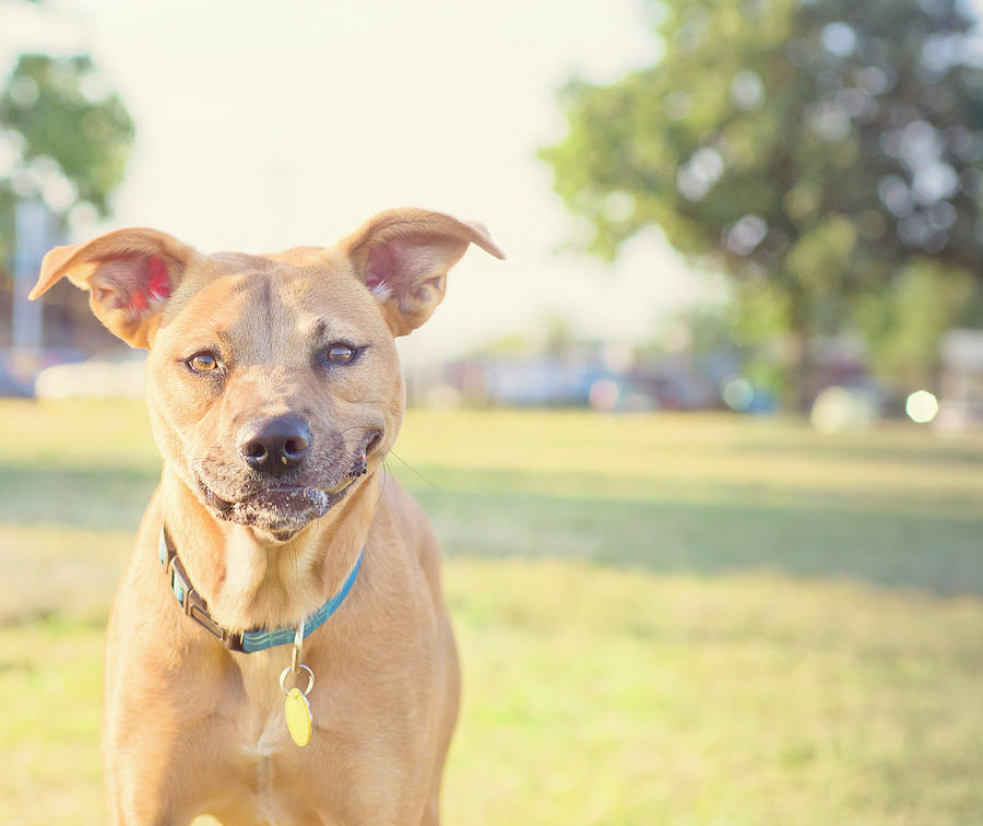 A Pit-bull Mixed Puppy Plays At The Dog Photograph by Jill Lehmann Photography