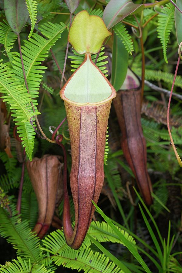 A Pitcher Plant In Malaysia Photograph by Scubazoo