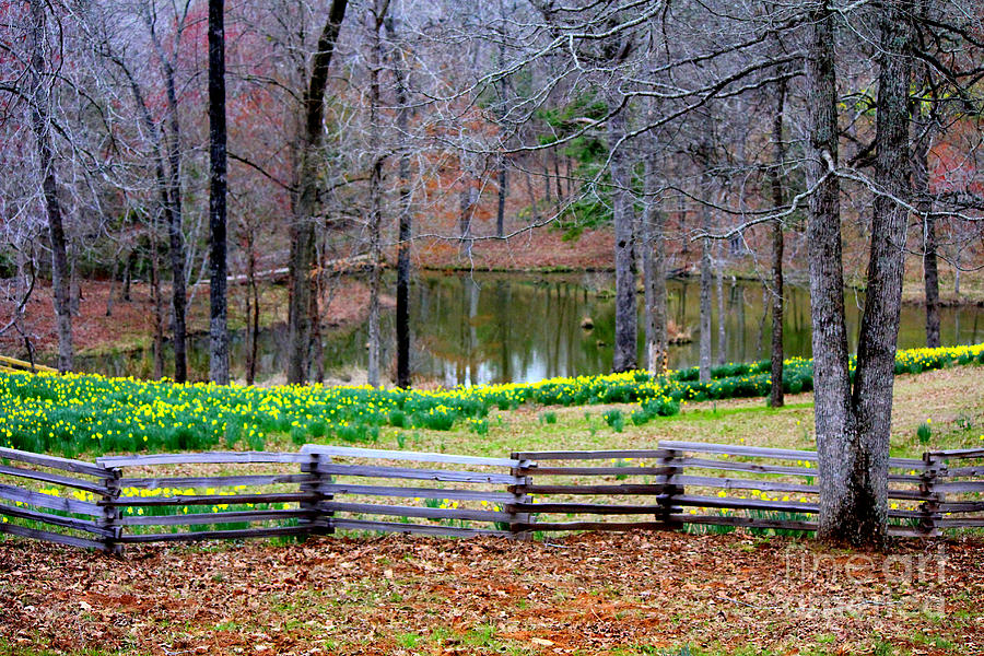 A Place of Peace Among the Daffodils Photograph by Kathy  White