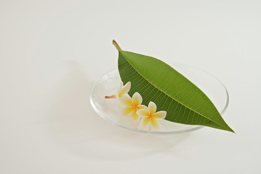 A Plate Of Plumeria Flowers And Leaf Photograph by Margarita Komine