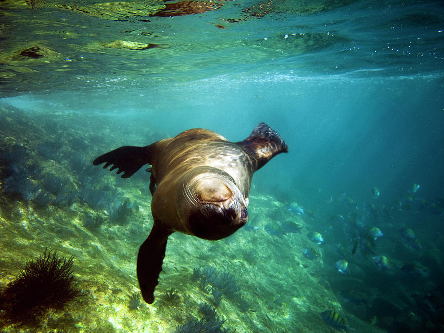 A Playful Seal Spins And Enjoys Company Photograph by Michael Hanson