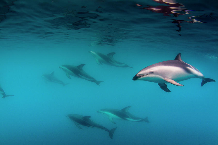 Animal Photograph - A Pod Of Dusky Dolphins (lagenorhynchus by James White