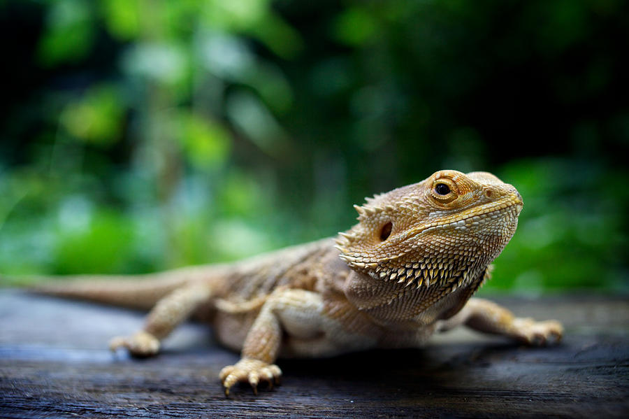 A pogona lizard sitting on a wooden surface in a forest Photograph by Fotografixx