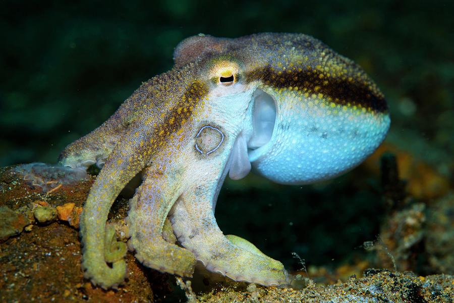 A Poison Ocellate Octopus Photograph By Scubazoo Science Photo Library