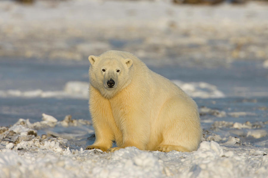 Winter Photograph - A Polar Bear Sits On The Frozen Surface by Hugh Rose