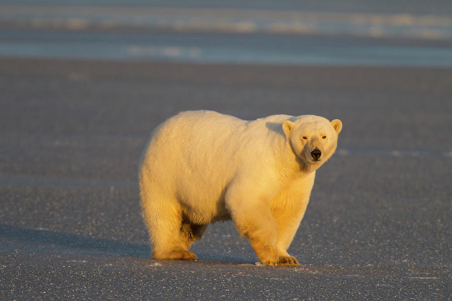 A Polar Bear Walks Across Thin Ice Photograph by Hugh Rose - Pixels