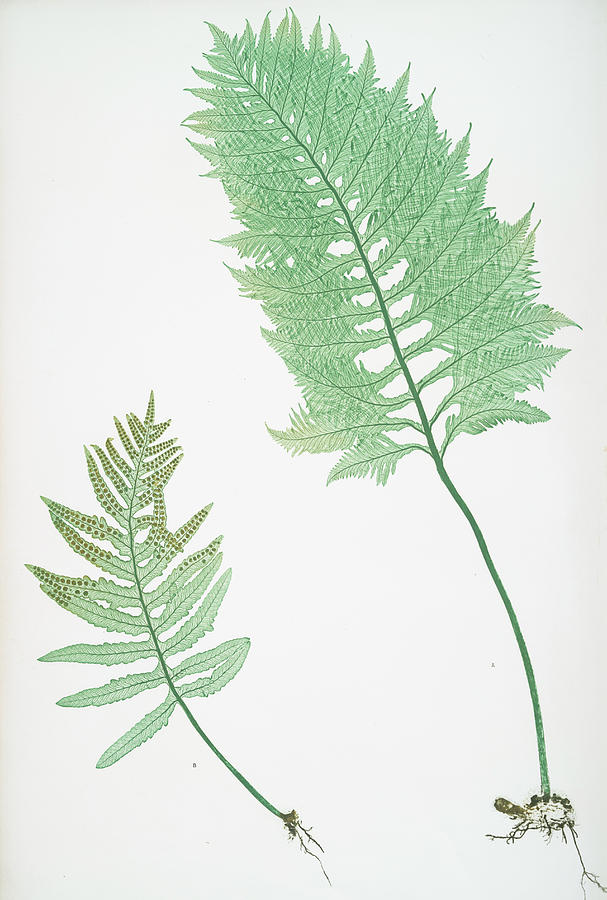 Nature Drawing - A. Polypodium Vulgare Cambricum. B. P. Vulgare Crenatum by Artokoloro