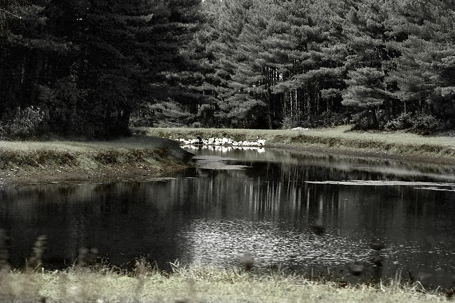 A Pond Photograph by David Yocum