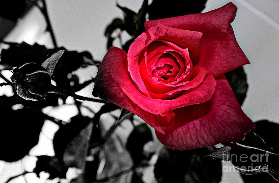 A Pop of Red - Rose  Photograph by Barbara A Griffin