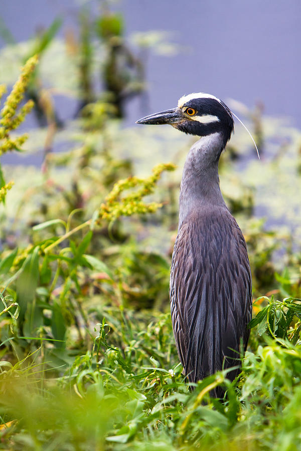 A portrait of a Yellow-Crowned Night Heron Photograph by Ellie Teramoto ...