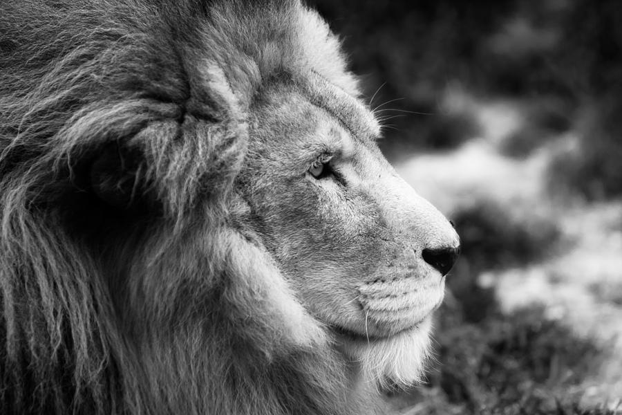 Black And White Photograph - A portrait of an African lion by Ellie Teramoto