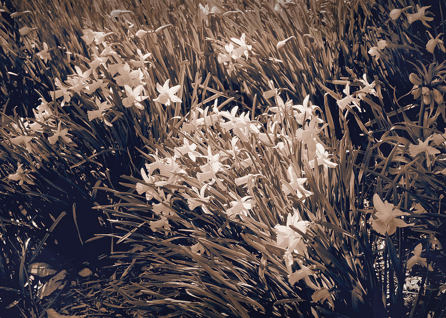 Flower Photograph - Clusters of Daffodils in Sepia by Donna Haggerty