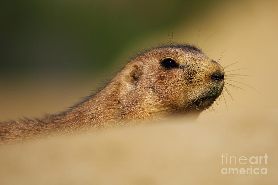 A prairie dog sticking his head out of the sand Photograph by Nick  Biemans