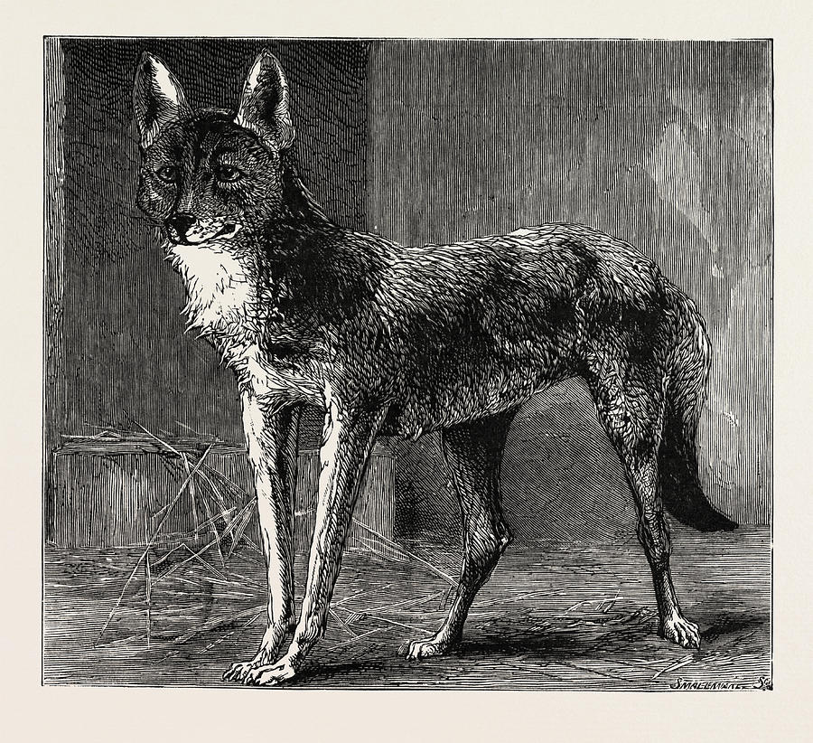 A Prairie Wolf, Caught In Epping Forest Now Being Exhibited Drawing by ...