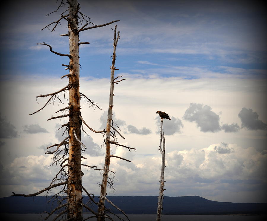 Yellowstone National Park Photograph - A Precarious Perch by Lisa Holland-Gillem