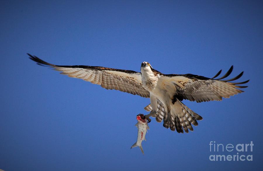 Osprey Photograph - A Predators Catch by Quinn Sedam
