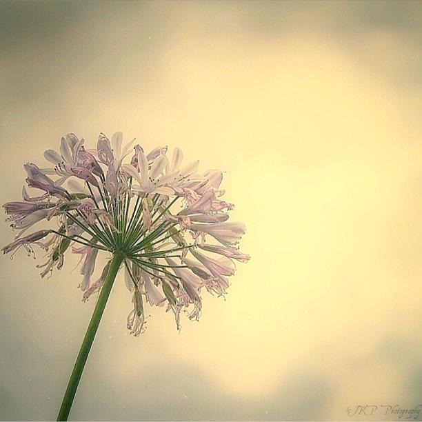 A Pretty Flower And A Dramatic Sky At Photograph by Julianna Rivera-Perruccio