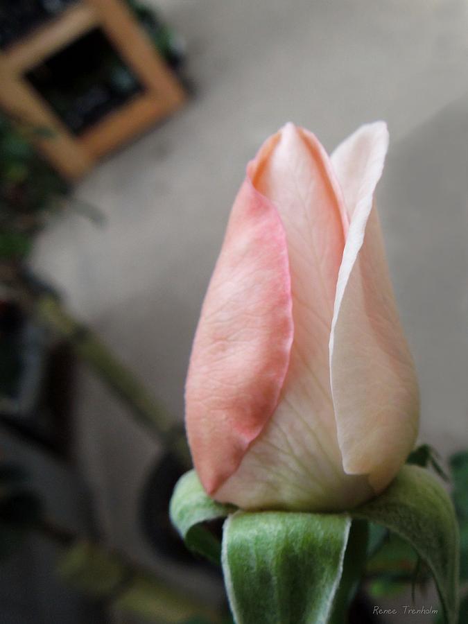 Rose Photograph - A Pretty Rosebud by Renee Trenholm