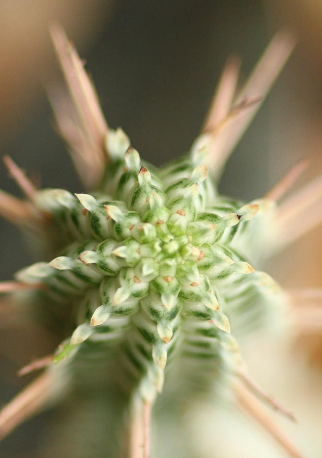 A prickly affair by Jacqui Collett A prickly affair by Jacqui Collett