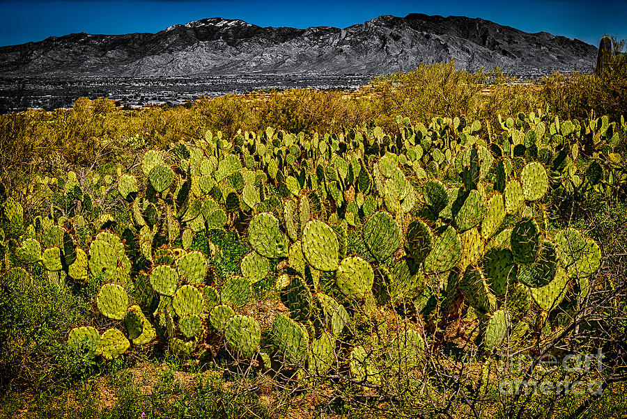 Tucson Photograph - A Prickly Pear View by Mark Myhaver