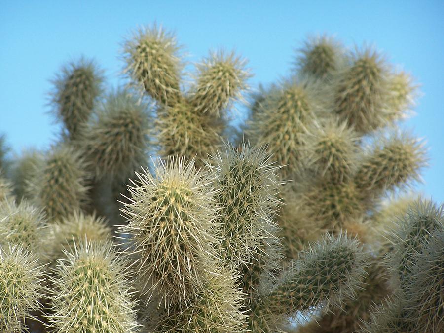 A prickly sort Photograph by Jewels Hamrick