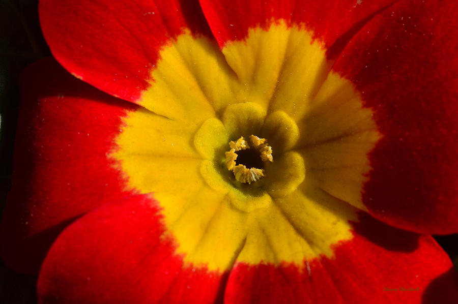 A Prim Rose Photograph by Donna Blackhall