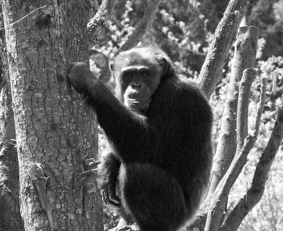 A primate Photograph by Heather L Wright