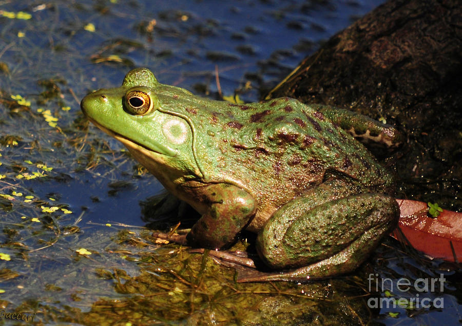 A Prince Of A Frog Photograph by Kathy Baccari