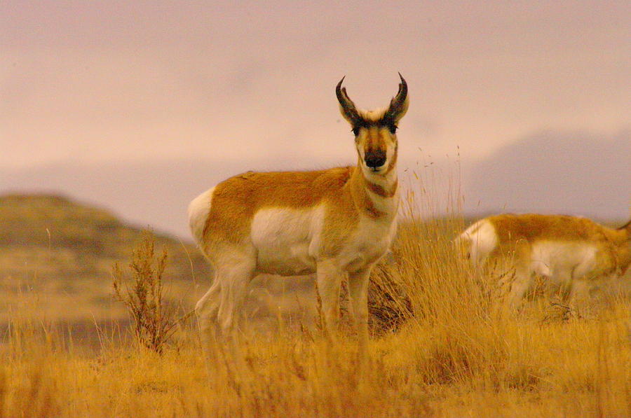 Wildlife Photograph - A Pronghorn Gazes by Jeff Swan