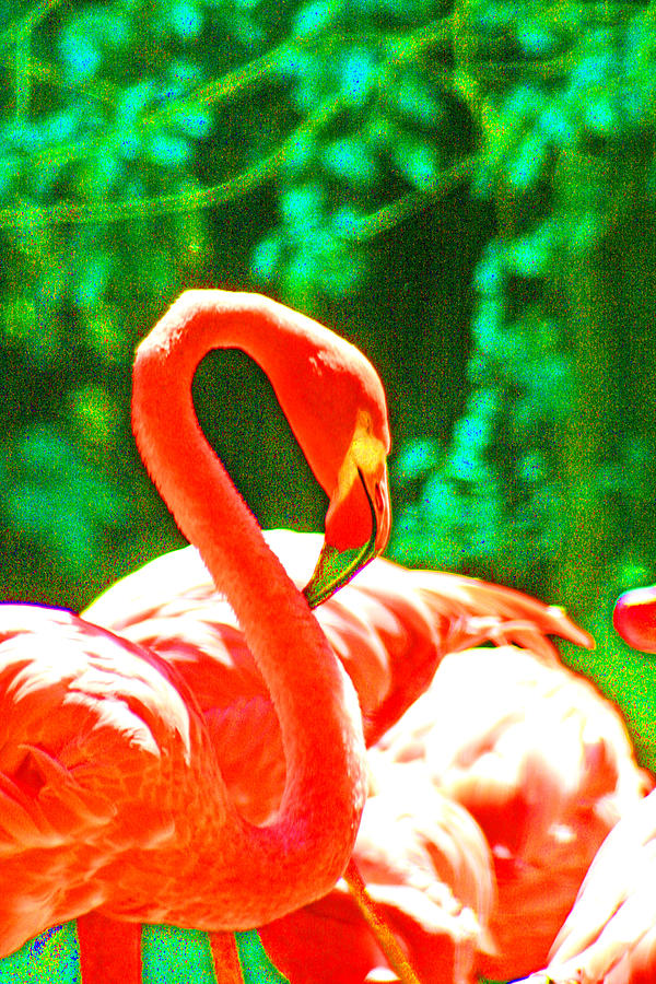 A Proud Flamingo Photograph by Joseph Coulombe