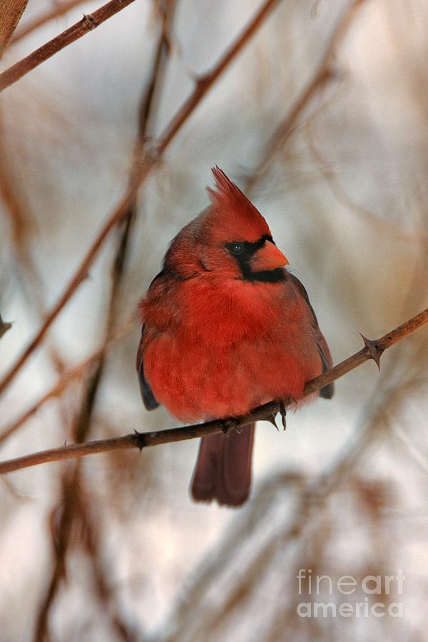 A Puffed Red Cardinal in a Winter Setting Photograph by John Harmon