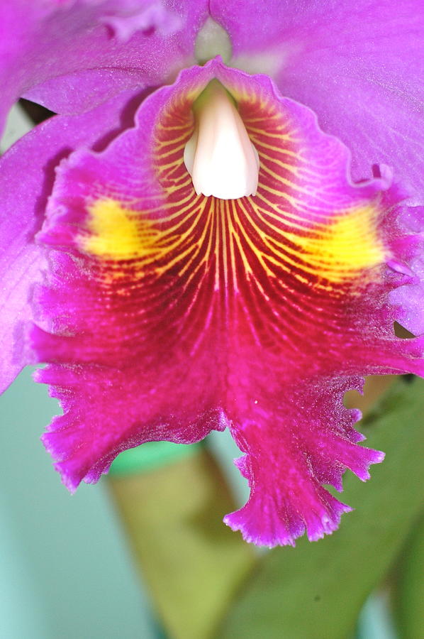 A Purple Cattelaya  Orchid Photograph by Lehua Pekelo-Stearns