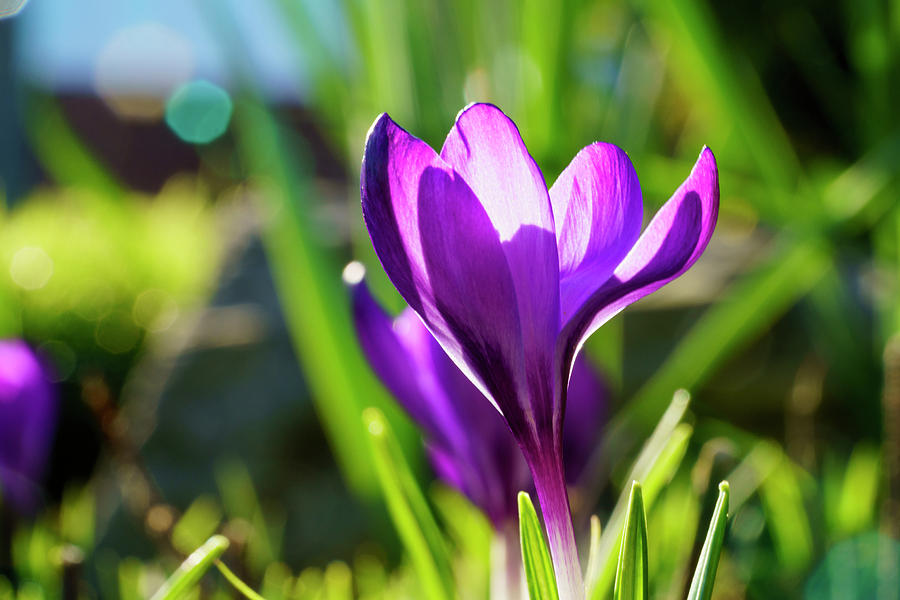 A Purple Crocus In Bloom  South Photograph by John Short
