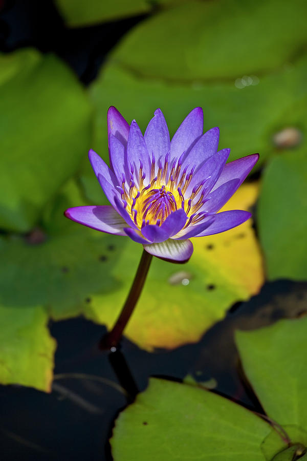 A Purple Lily Blossoming  Maui, Hawaii Photograph by Scott Mead