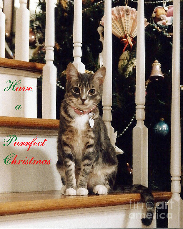 A Purrfect Christmas Photograph by John Greco