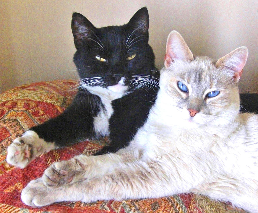 A Purrfect Pair Photograph by Marilyn Diaz