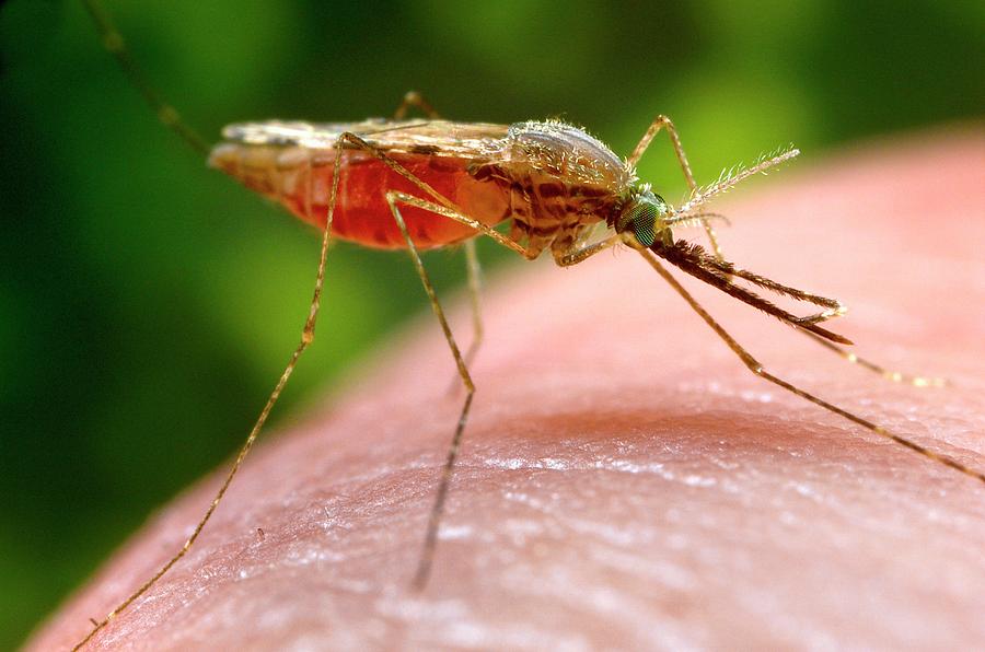 A Quadriannulatus Mosquito Feeding Photograph By Cdc